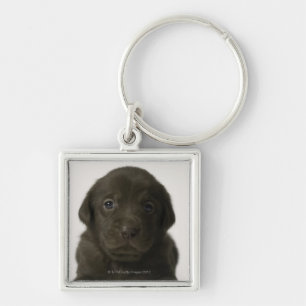 Brown puppy, portrait, close-up key ring