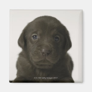 Brown puppy, portrait, close-up magnet
