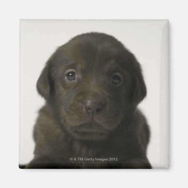 Brown puppy, portrait, close-up magnet (Front)