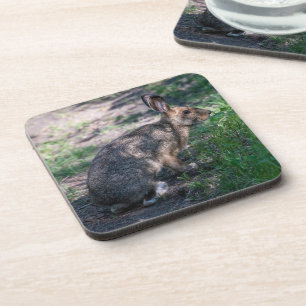 Brown Rabbit, Resting in Nature Coaster