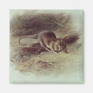 Brown Rat  1918 Magnet