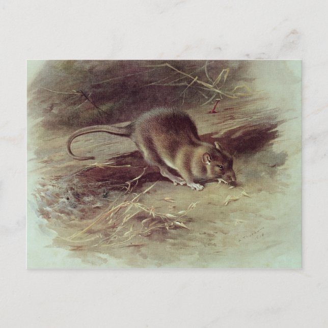 Brown Rat  1918 Postcard (Front)