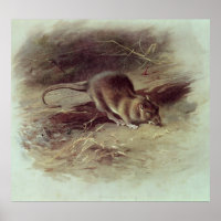 Brown Rat  1918