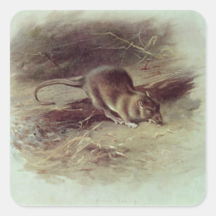 Brown Rat 1918 Square Sticker