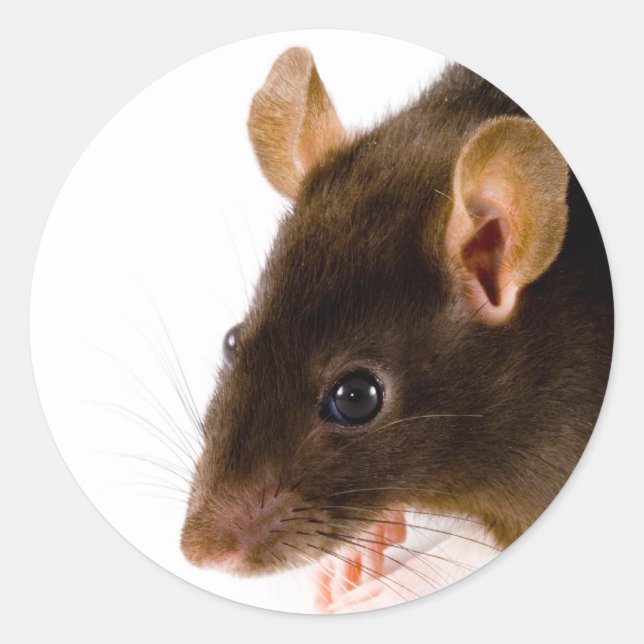 Brown Rat Classic Round Sticker (Front)