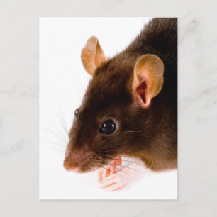 Brown Rat Postcard