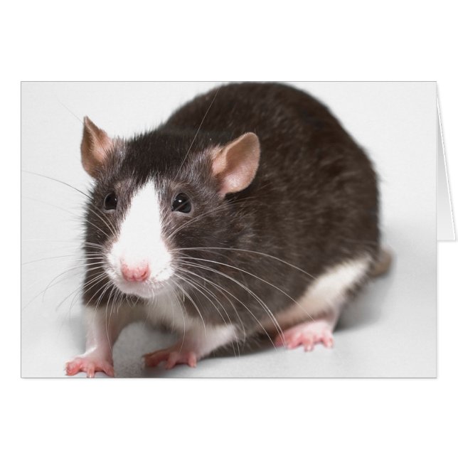 Brown Rat With White Blaze On Nose (Front Horizontal)