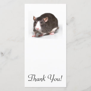 Brown Rat With White Blaze On Nose Thank You Card