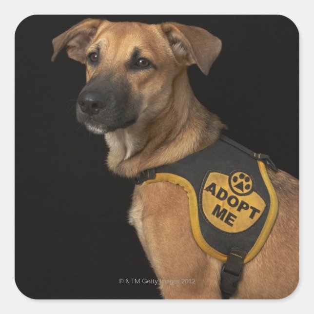 Brown rescue dog with adopt me vest square sticker (Front)