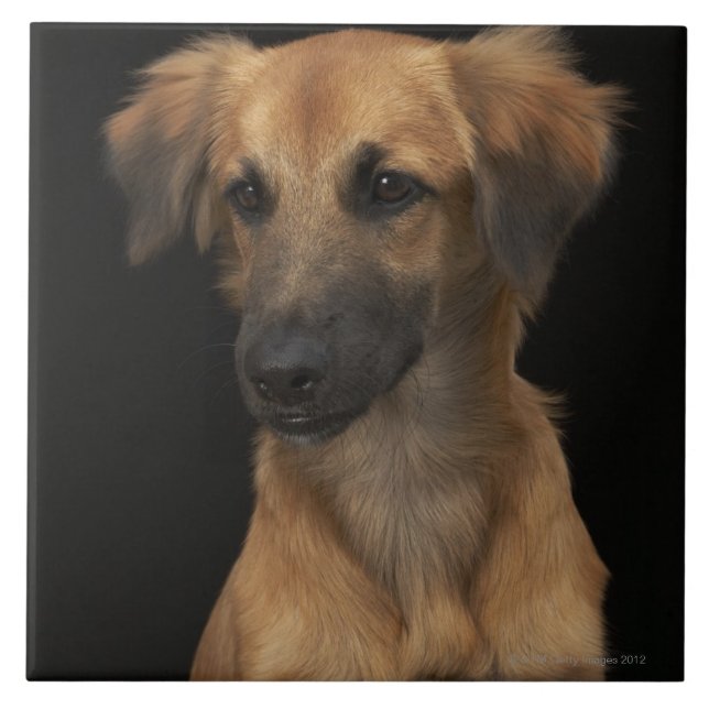 Brown resuce dog with black nose on black tile (Front)