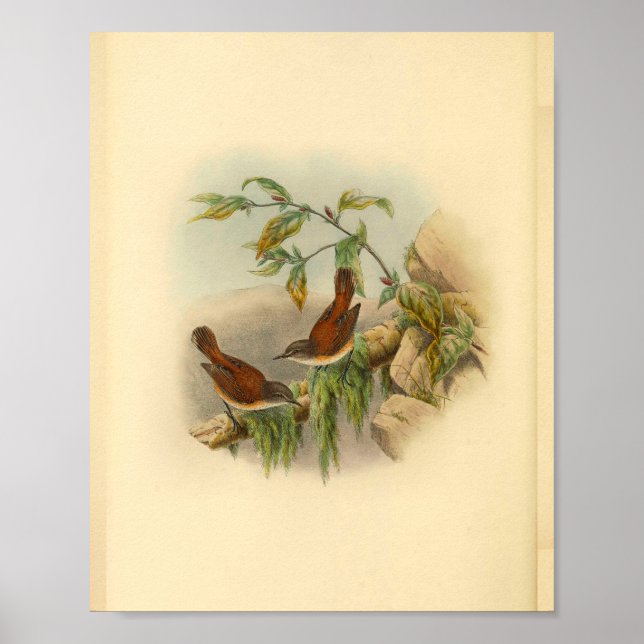 Brown Rufous Backed Greygone Bird Vintage Print (Front)