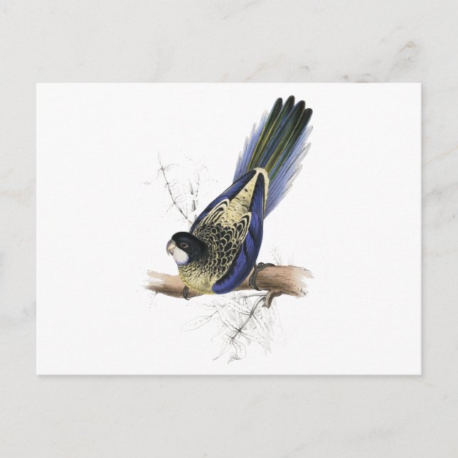 Brown’s Parrakeet by Edward Lear Postcard (Front)