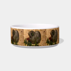 Brown Smooth Haired Guinea Pig, Bowl
