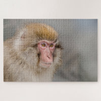 Brown Snow Monkey, Japanese Photography