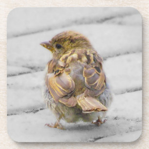 Brown Sparrow Coaster