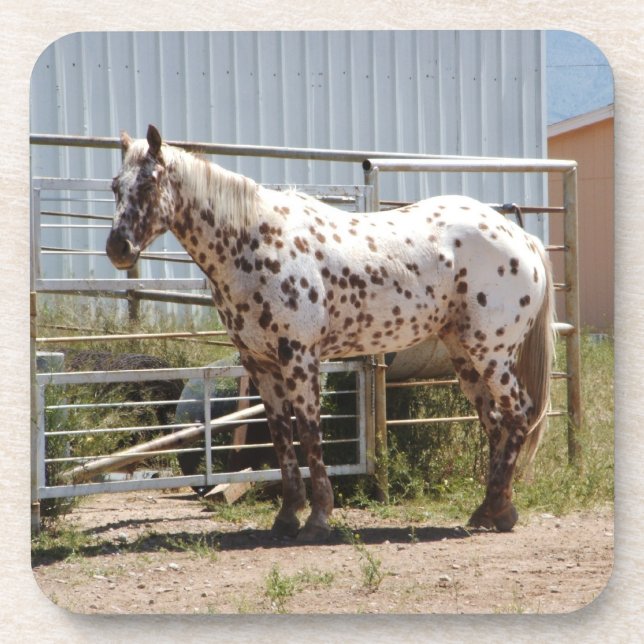 Brown spotted appaloosa horse coasters (Front)