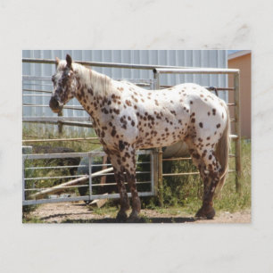 Brown spotted Appaloosa horse Postcard