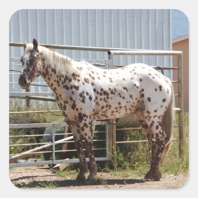 Brown spotted Appaloosa horse Square Sticker (Front)