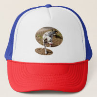 Brown Spotted Dalmatian,  