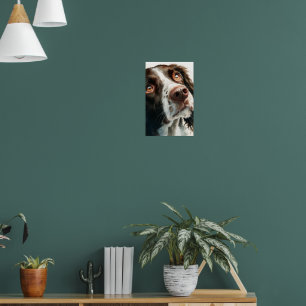 Brown springer spaniel  poster