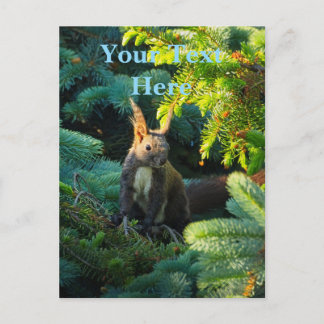 Brown Squirrel Postcard