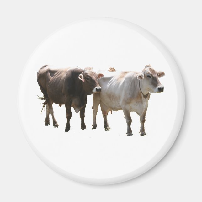 Brown Swiss Cows Magnet (Front)