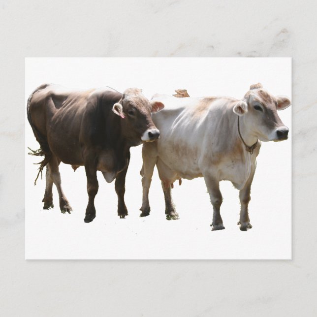 Brown Swiss Cows Postcard (Front)