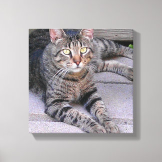 Brown Tabby Cat Outdoors Canvas Print