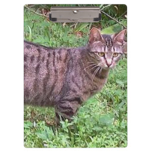 Brown Tabby Cat Outdoors Clipboard