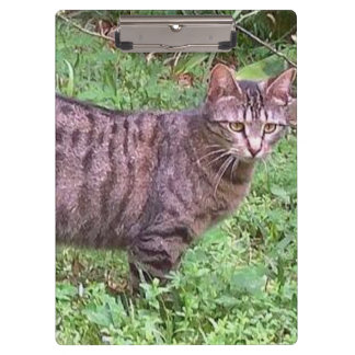 Brown Tabby Cat Outdoors Clipboard