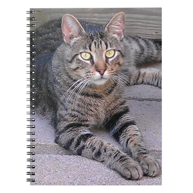Brown Tabby Cat Outdoors Notebook (Front)