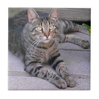 Brown Tabby Cat Outdoors Tile