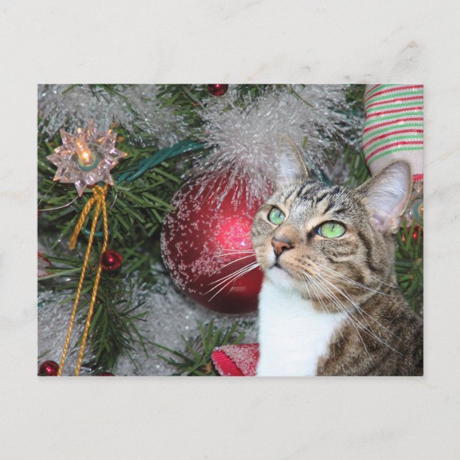 Brown tabby with white Christmas Holiday Postcard (Front)