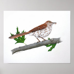 Brown Thrasher 14x11 Print