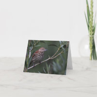 Brown Thrasher - Joe Sweeney - card
