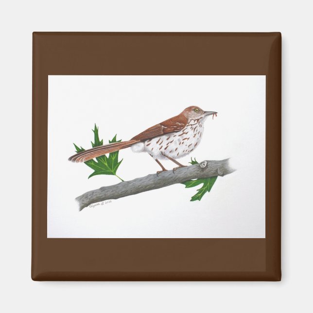 Brown Thrasher Magnet (Front)