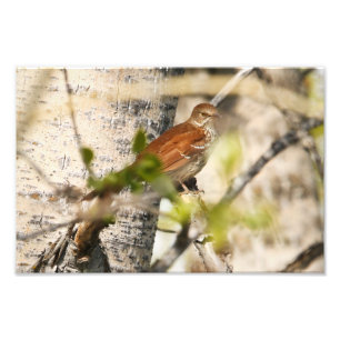 Brown Thrasher Photo Print
