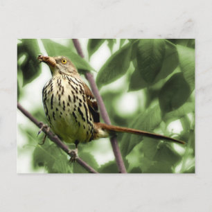 Brown Thrasher Postcard