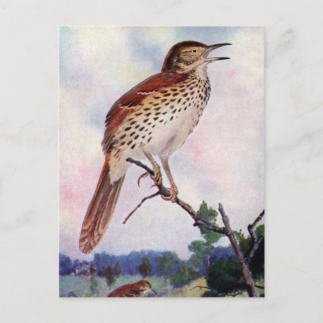Brown Thrasher Postcard (Front)