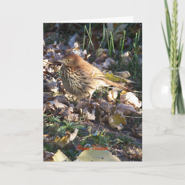 Brown Thrasher, Sunshine Card (Front)