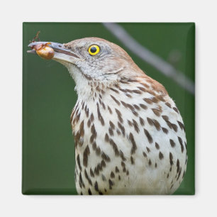 Brown Thrasher w/ Catch Of the Day Gifts Apparel Magnet