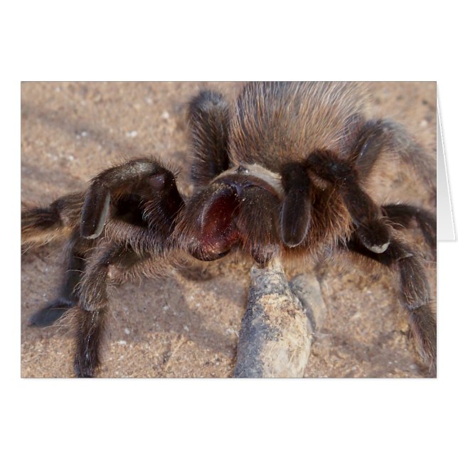 brown-trantula (Front Horizontal)