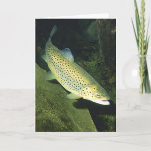 BROWN TROUT CARD