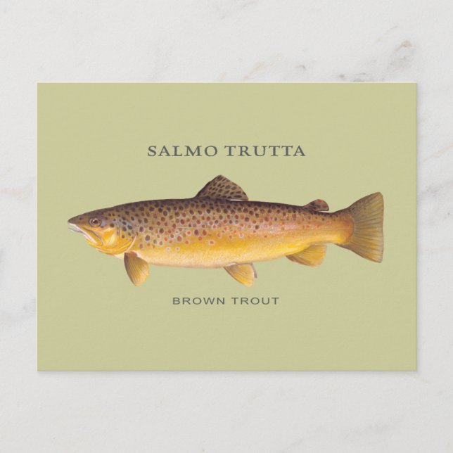 Brown Trout fish with vintage illustration Postcard (Front)