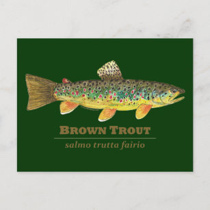 Brown Trout Latin Ichthyology Postcard
