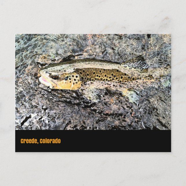 Brown Trout Postcard (Front)