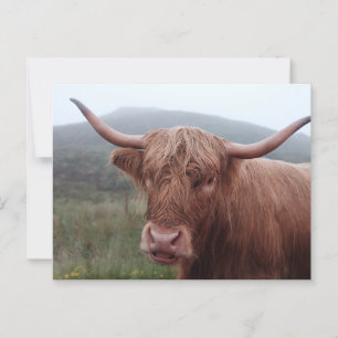 Brown water buffalo in Duirinish, United Kingdom Postcard