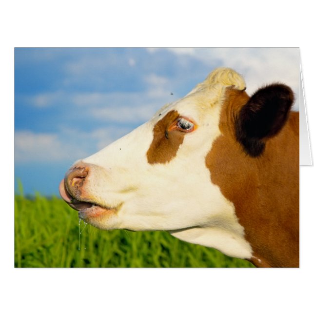 Brown white cow looking straight ahead. (Front Horizontal)