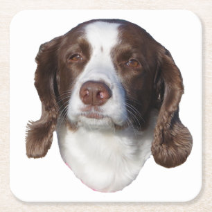 Brown & White Dog paper coasters