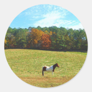 Brown & White horse,autumn trees,blue sky Classic Round Sticker